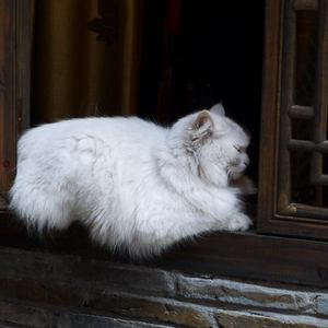 共享行业小狐导航
